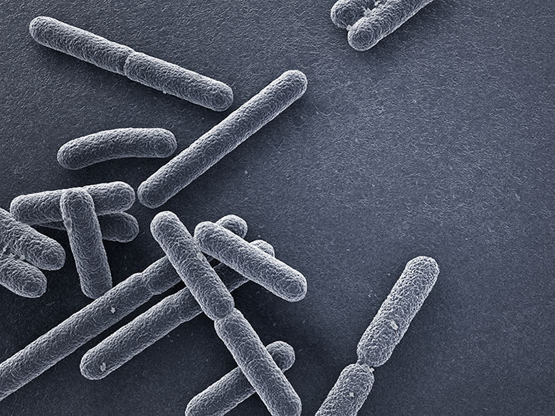 Découvrez Cobatect, le projet innovant et (sur)vitaminé de la nouvelle équipe iGEM IONIS !